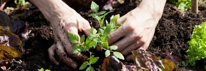 Person pflanzt Setzling in Gartenbeet